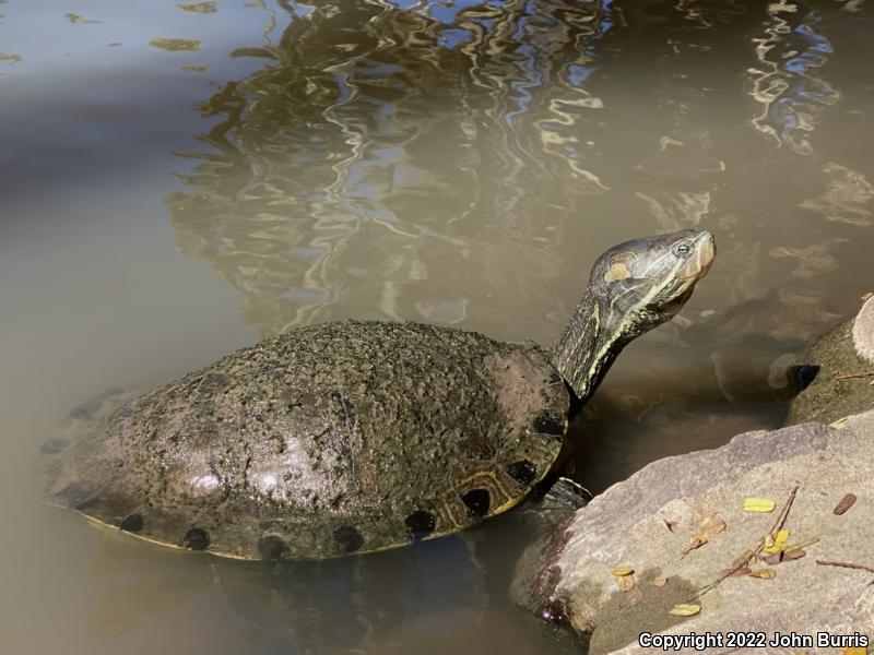 Fuerte Slider (Trachemys nebulosa hiltoni)