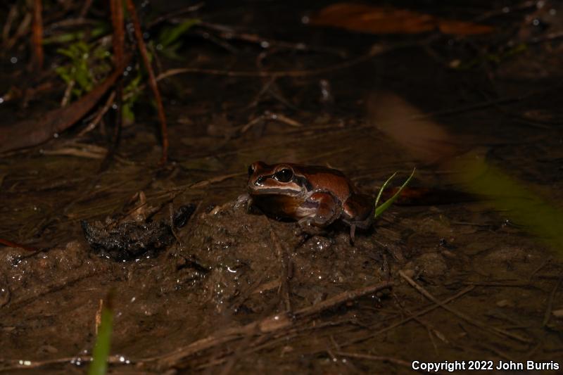 Ornate Chorus Frog (Pseudacris ornata)