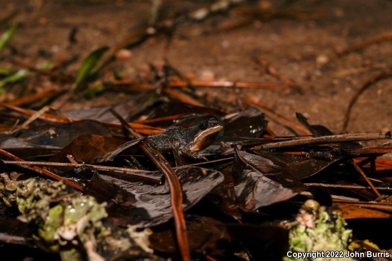 Southern Chorus Frog (Pseudacris nigrita)