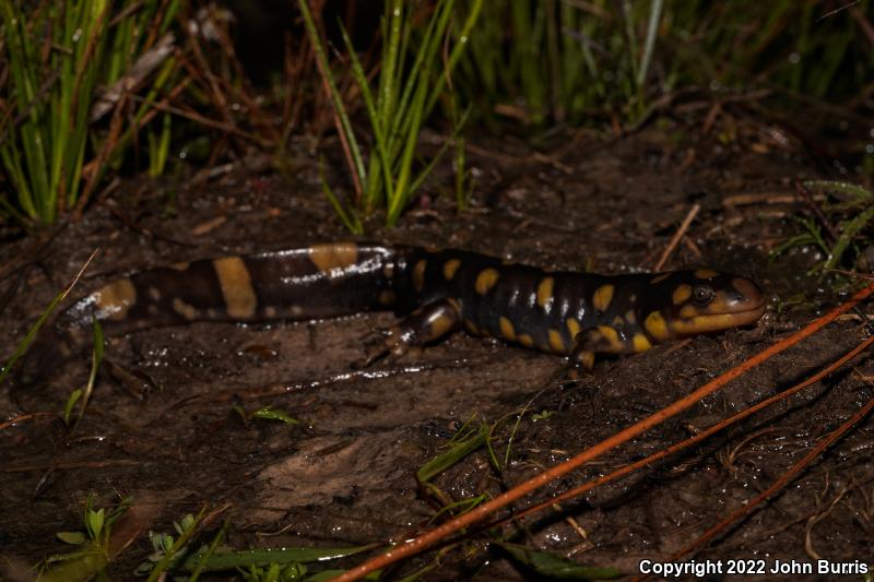 Eastern Tiger Salamander (Ambystoma tigrinum)