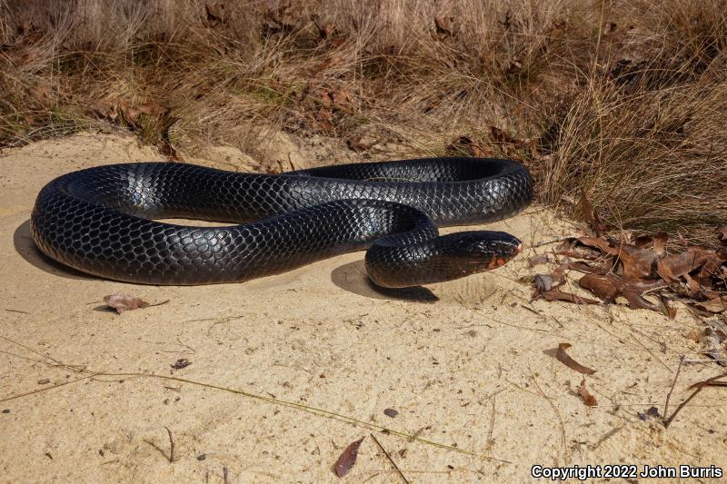 Eastern Indigo Snake (Drymarchon couperi)