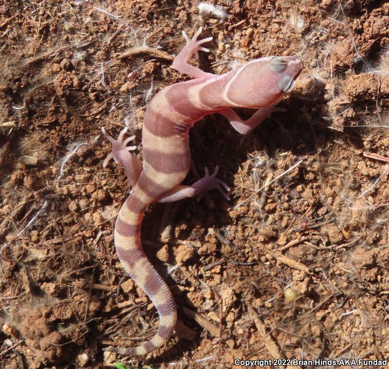 San Diego Banded Gecko (Coleonyx variegatus abbotti)