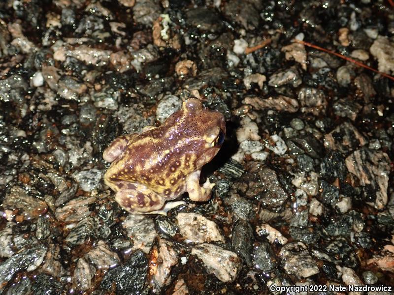 Eastern Spadefoot (Scaphiopus holbrookii)