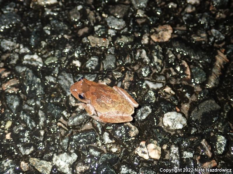 Pine Woods Treefrog (Hyla femoralis)