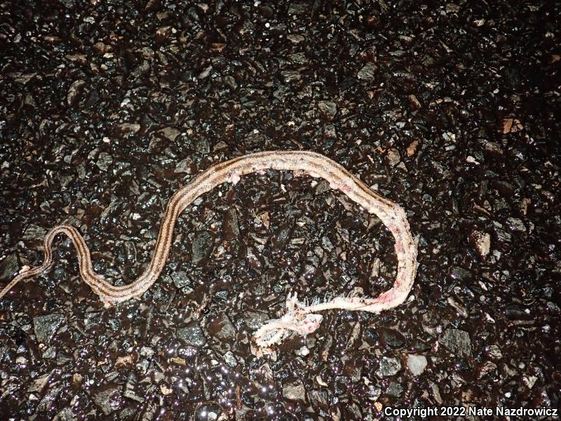 Yellow Ratsnake (Pantherophis obsoletus quadrivittatus)