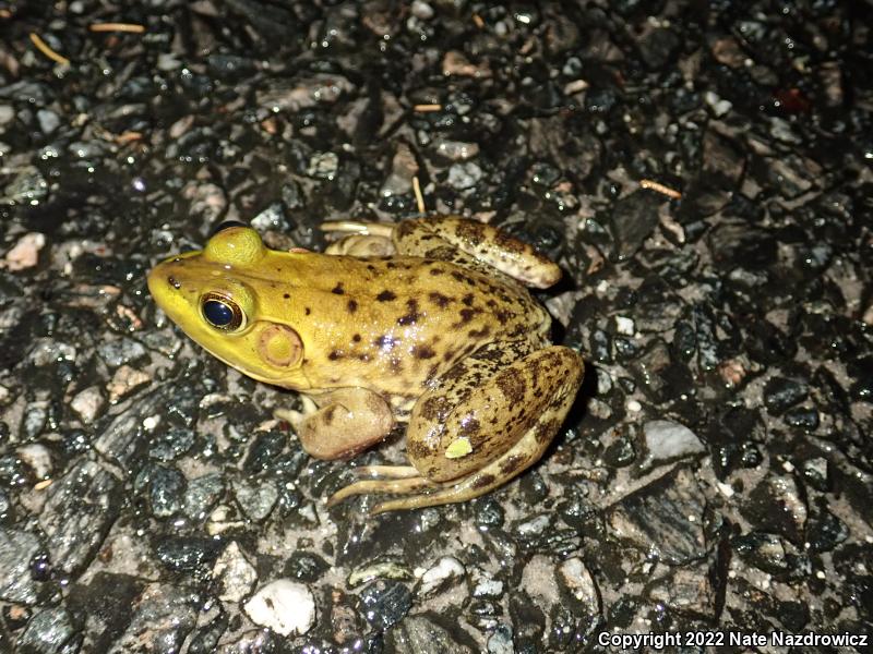 Pig Frog (Lithobates grylio)