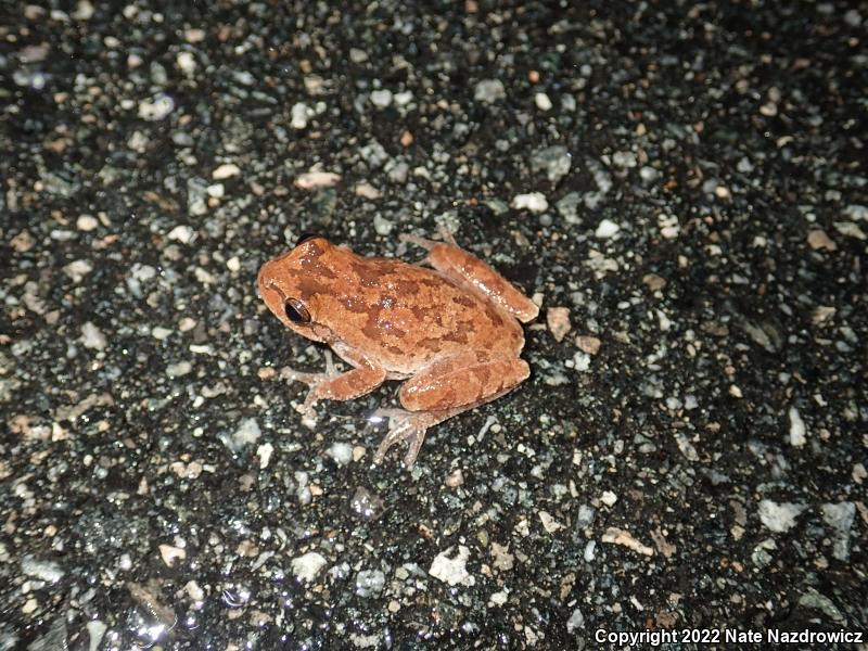 Pine Woods Treefrog (Hyla femoralis)