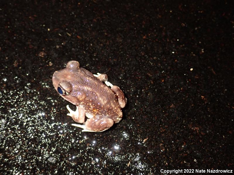 Eastern Spadefoot (Scaphiopus holbrookii)