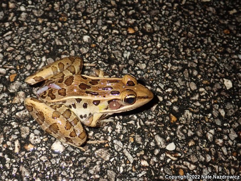 Florida Leopard Frog (Lithobates sphenocephalus sphenocephalus)