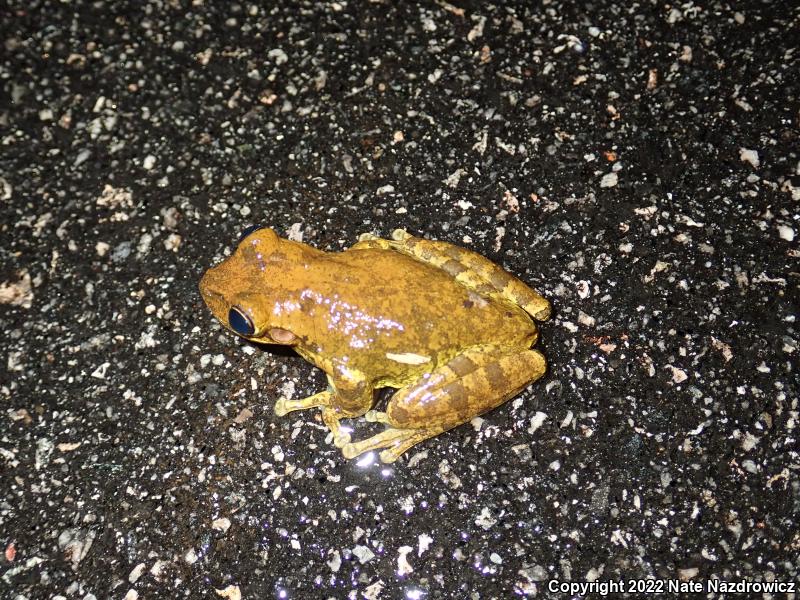 Cuban Treefrog (Osteopilus septentrionalis)