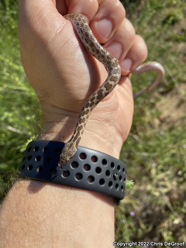 San Diego Nightsnake (Hypsiglena ochrorhyncha klauberi)