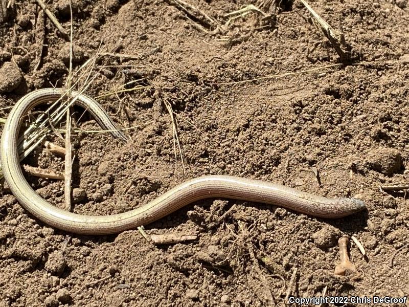 California Legless Lizard (Anniella pulchra)