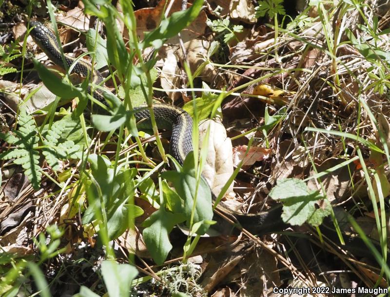 Santa Cruz Gartersnake (Thamnophis atratus atratus)