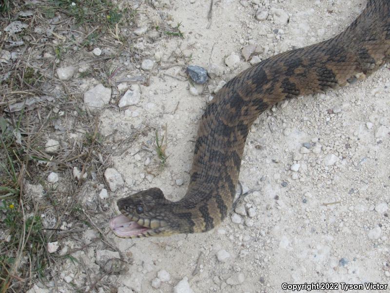 Diamond-backed Watersnake (Nerodia rhombifer rhombifer)