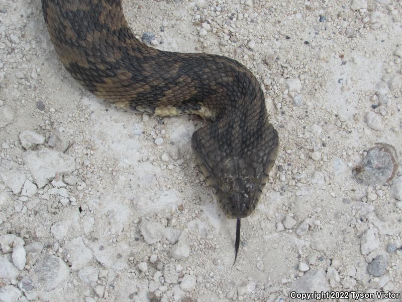 Diamond-backed Watersnake (Nerodia rhombifer rhombifer)