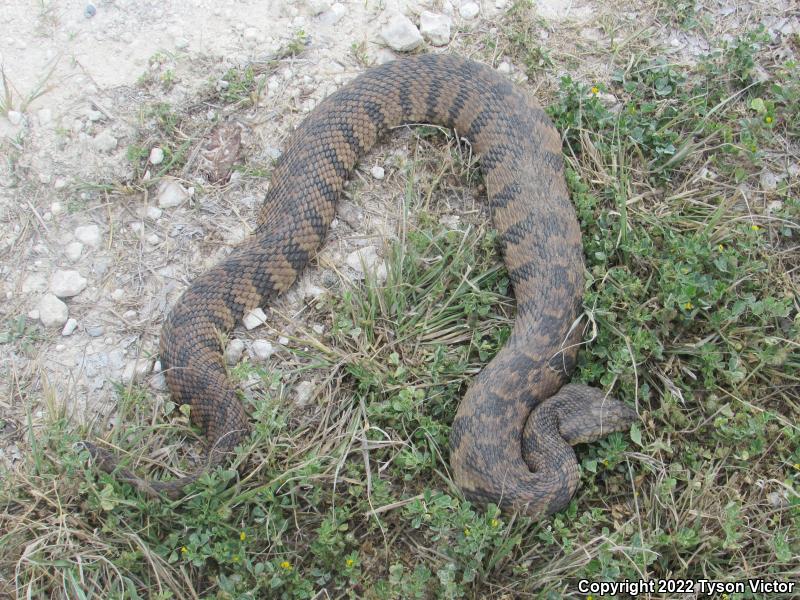 Diamond-backed Watersnake (Nerodia rhombifer rhombifer)