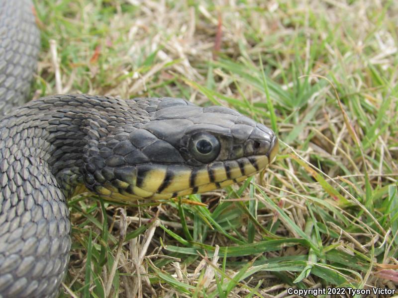 Yellow-bellied Watersnake (Nerodia erythrogaster flavigaster)