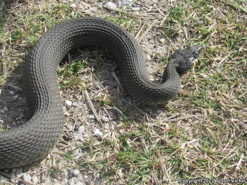 Yellow-bellied Watersnake (Nerodia erythrogaster flavigaster)