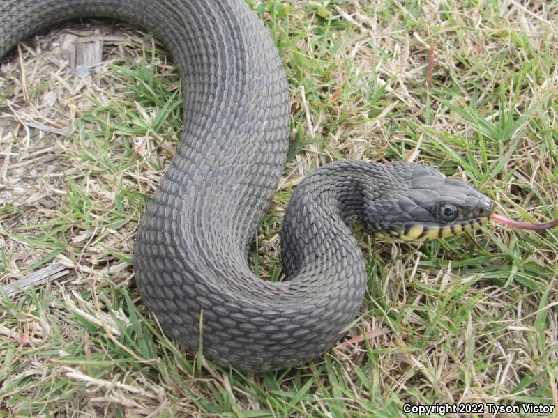 Yellow-bellied Watersnake (Nerodia erythrogaster flavigaster)