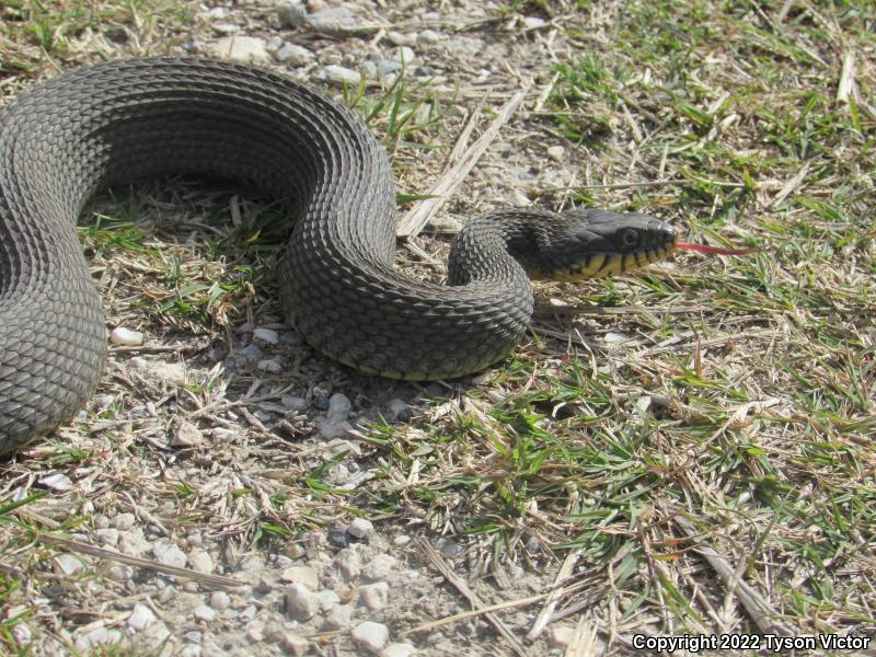 Yellow-bellied Watersnake (Nerodia erythrogaster flavigaster)