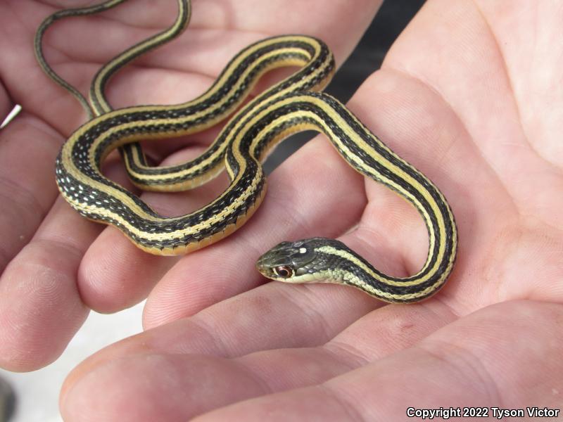 Gulf Coast Ribbonsnake (Thamnophis proximus orarius)