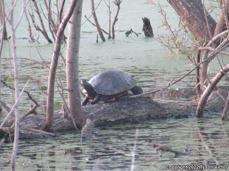 Eastern River Cooter (Pseudemys concinna concinna)