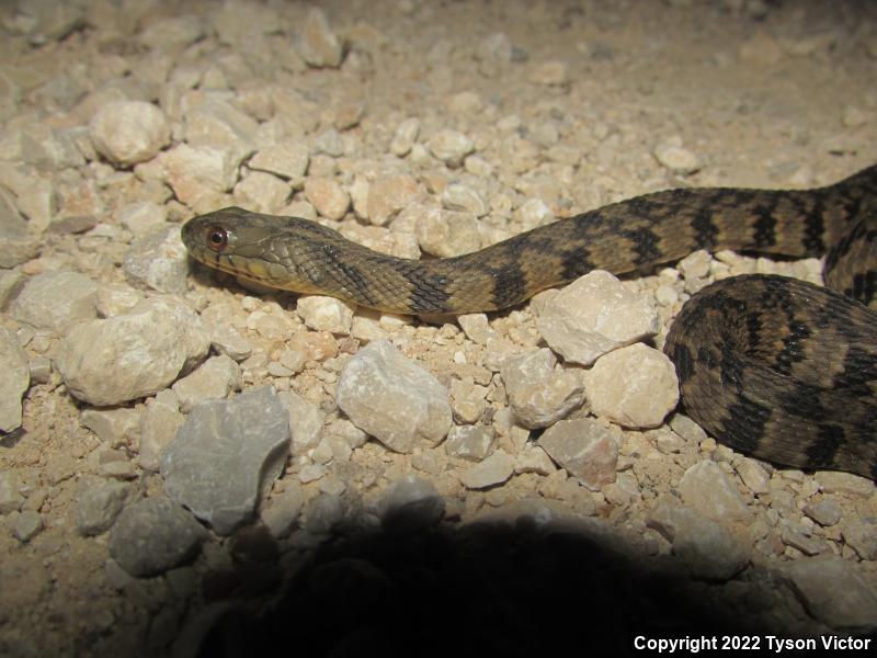 Diamond-backed Watersnake (Nerodia rhombifer rhombifer)