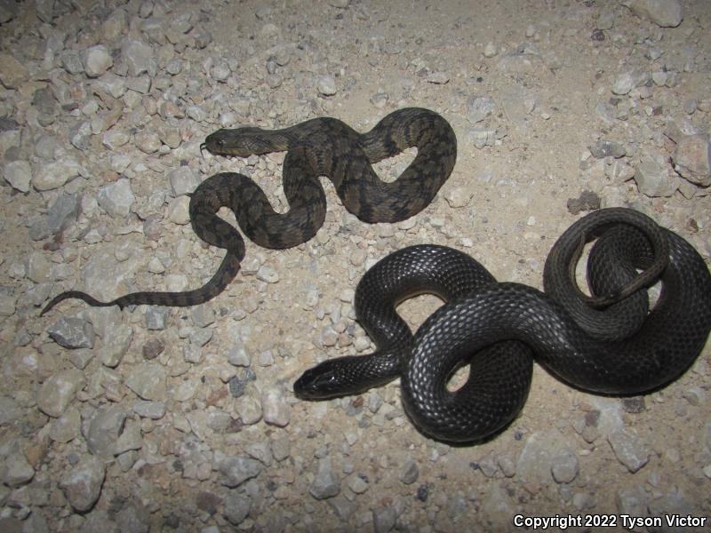 Diamond-backed Watersnake (Nerodia rhombifer rhombifer)