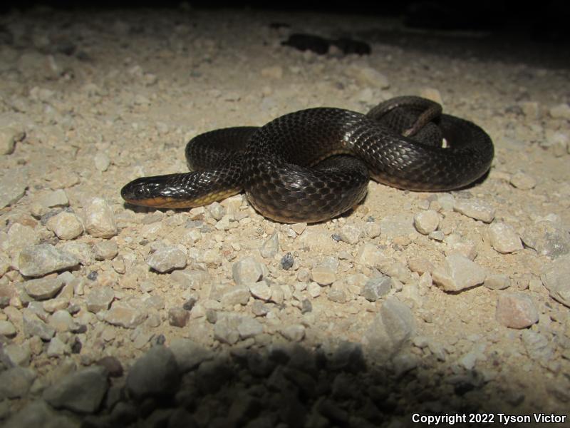 Gulf Crayfish Snake (Regina rigida sinicola)