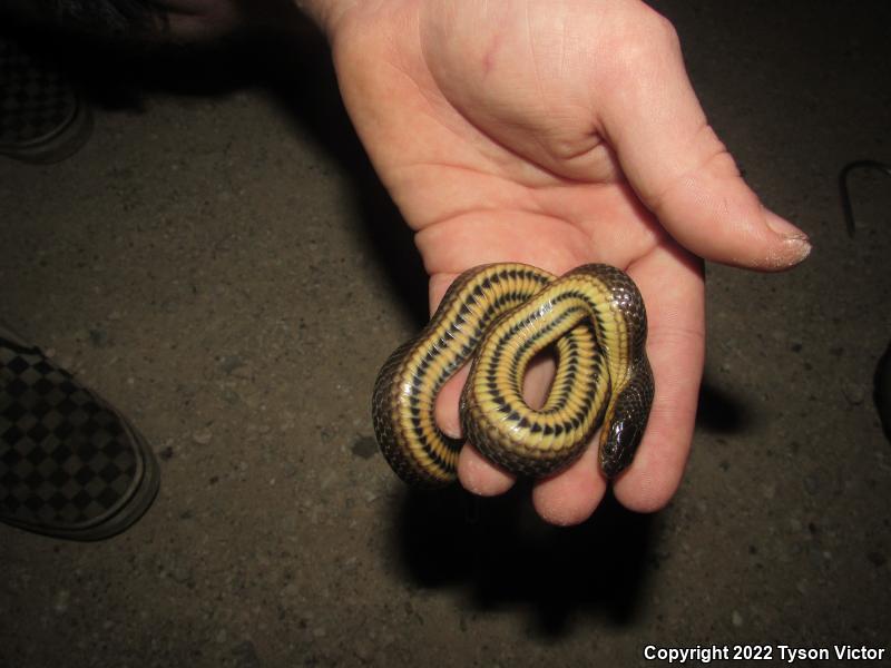 Gulf Crayfish Snake (Regina rigida sinicola)