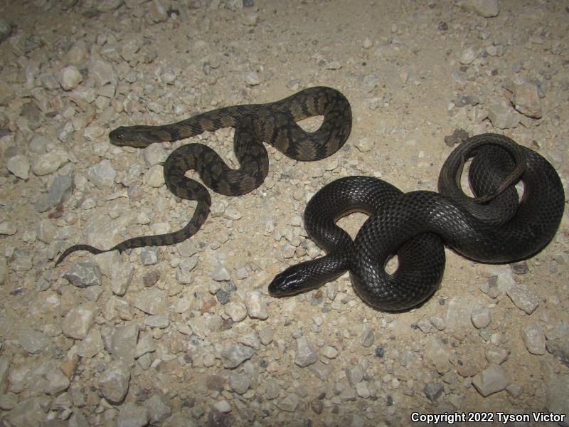 Gulf Crayfish Snake (Regina rigida sinicola)