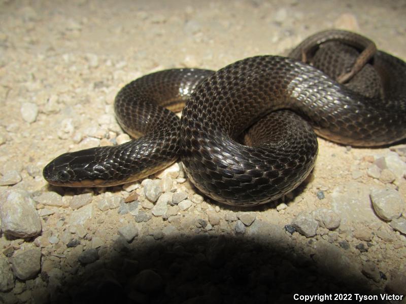 Gulf Crayfish Snake (Regina rigida sinicola)