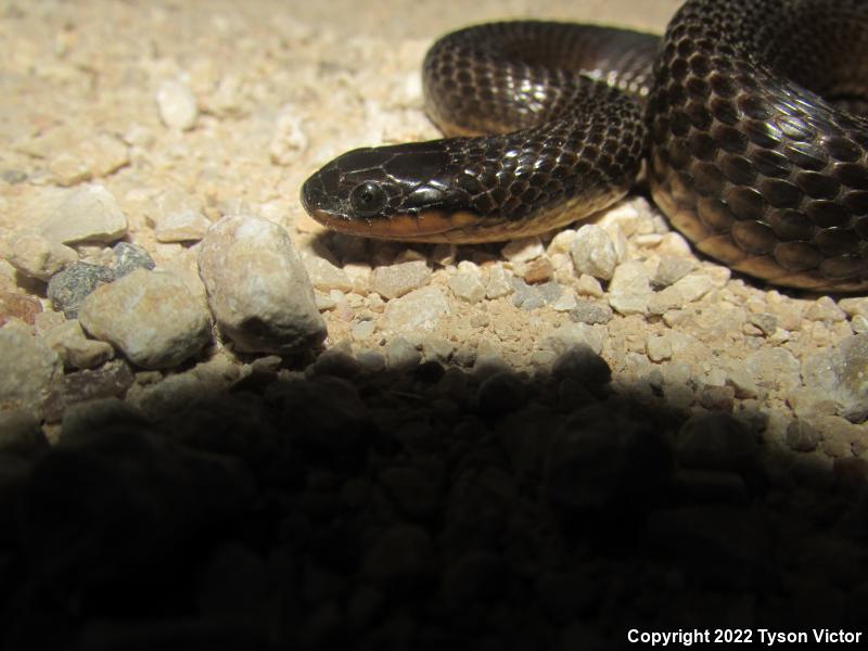 Gulf Crayfish Snake (Regina rigida sinicola)