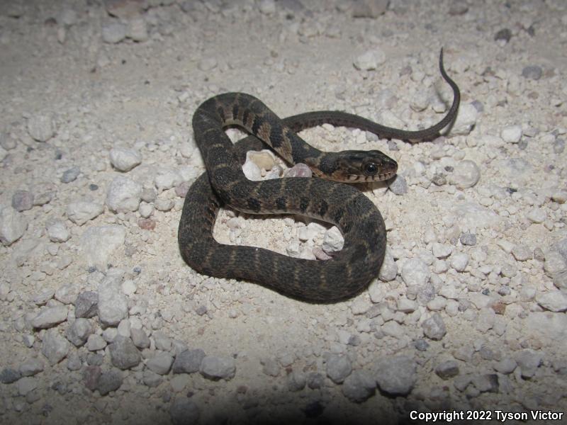 Blotched Watersnake (Nerodia erythrogaster transversa)