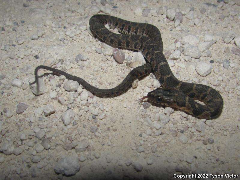 Blotched Watersnake (Nerodia erythrogaster transversa)