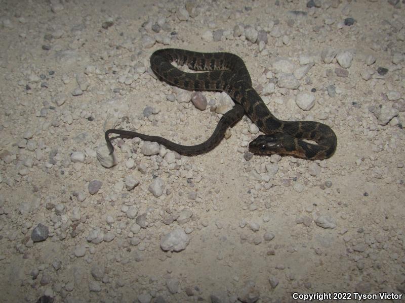 Blotched Watersnake (Nerodia erythrogaster transversa)