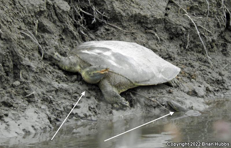 Texas Spiny Softshell (Apalone spinifera emoryi)