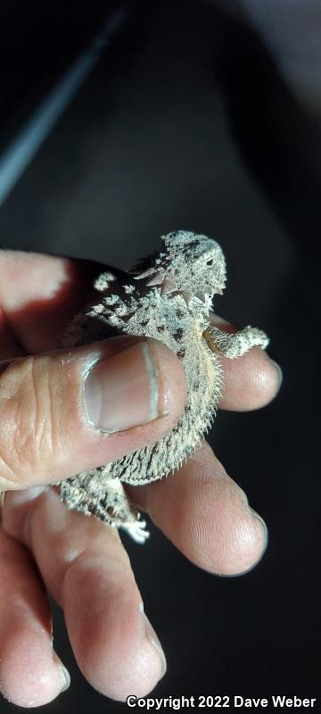 Regal Horned Lizard (Phrynosoma solare)