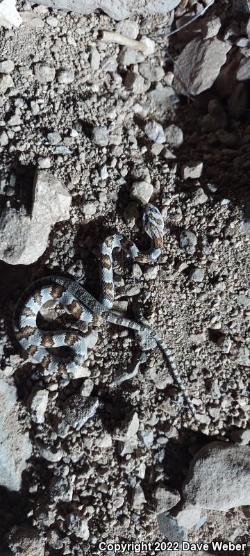 Sonoran Lyresnake (Trimorphodon biscutatus lambda)