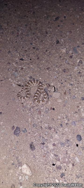 Sonoran Sidewinder (Crotalus cerastes cercobombus)