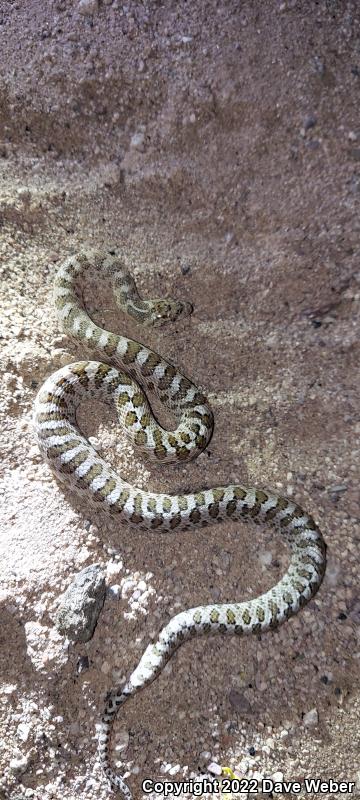 Arizona Glossy Snake (Arizona elegans noctivaga)