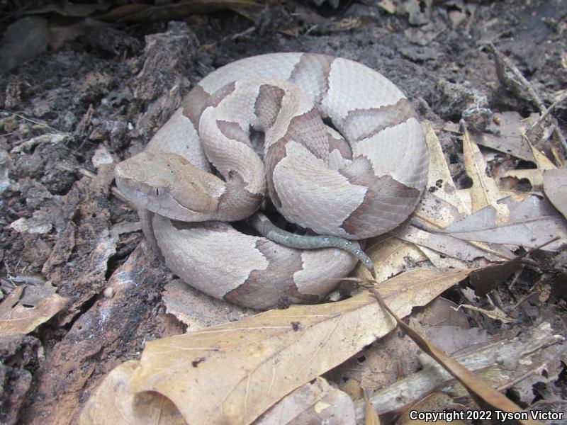 Southern Copperhead (Agkistrodon contortrix contortrix)