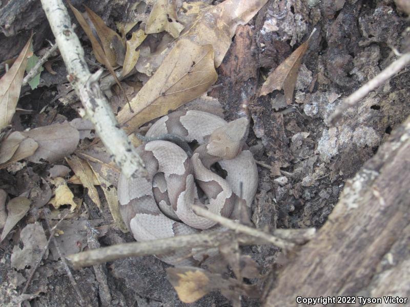 Southern Copperhead (Agkistrodon contortrix contortrix)