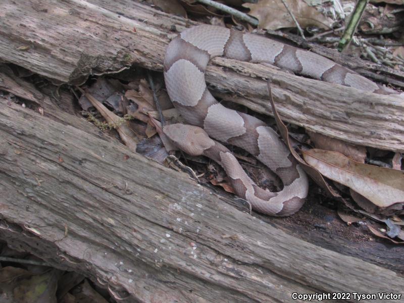 Southern Copperhead (Agkistrodon contortrix contortrix)