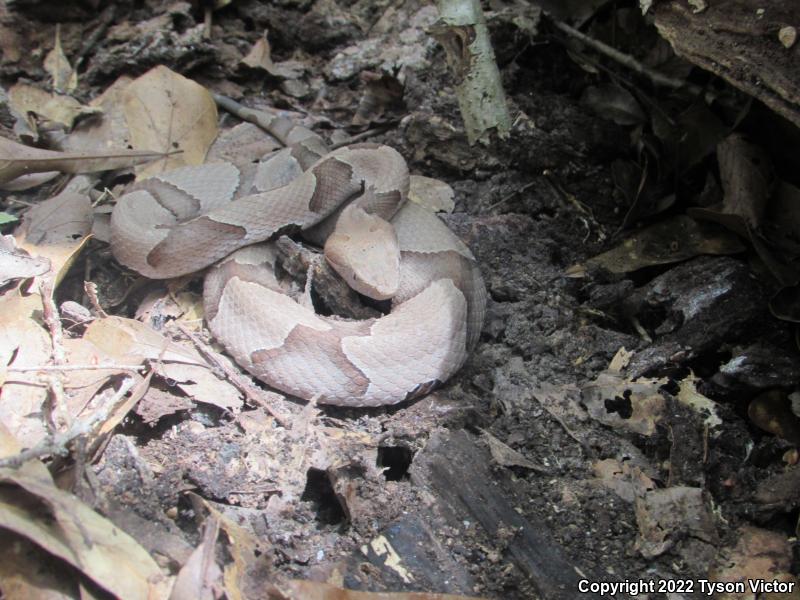 Southern Copperhead (Agkistrodon contortrix contortrix)