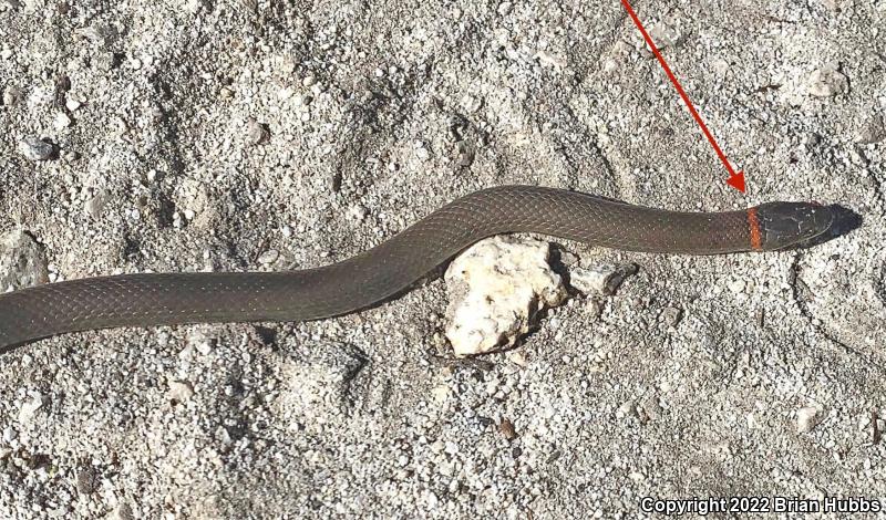 San Bernardino Ring-necked Snake (Diadophis punctatus modestus)