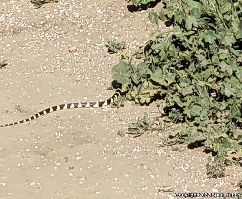 California Kingsnake (Lampropeltis getula californiae)