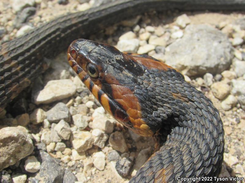 Broad-banded Watersnake (Nerodia fasciata confluens)