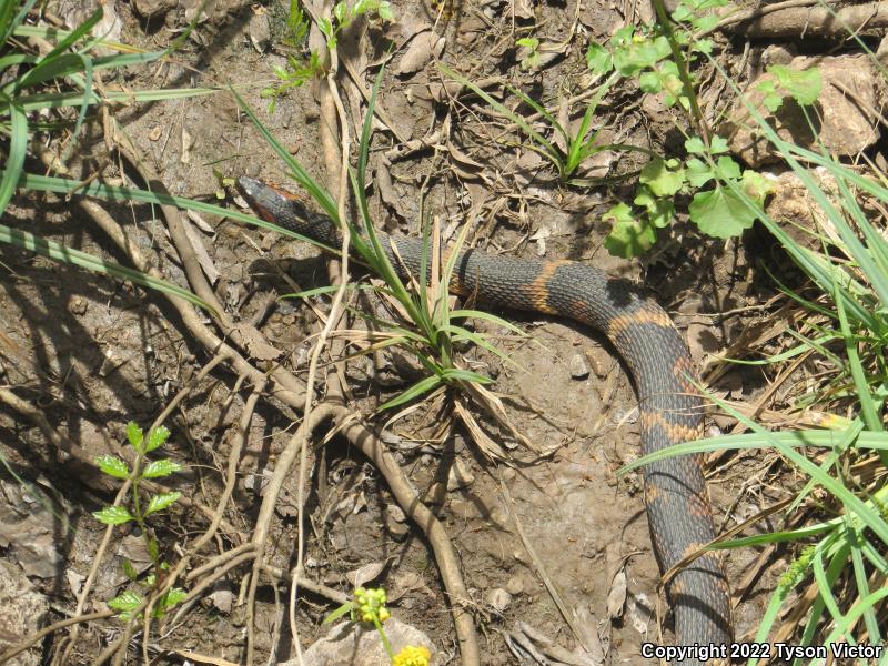 Broad-banded Watersnake (Nerodia fasciata confluens)