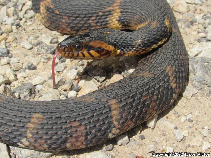 Broad-banded Watersnake (Nerodia fasciata confluens)